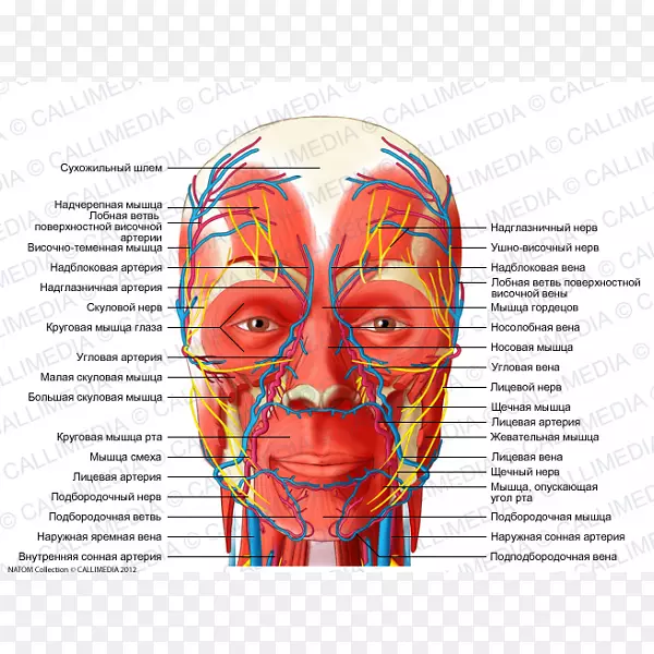 头颈解剖神经人体神经系统-头部肌肉