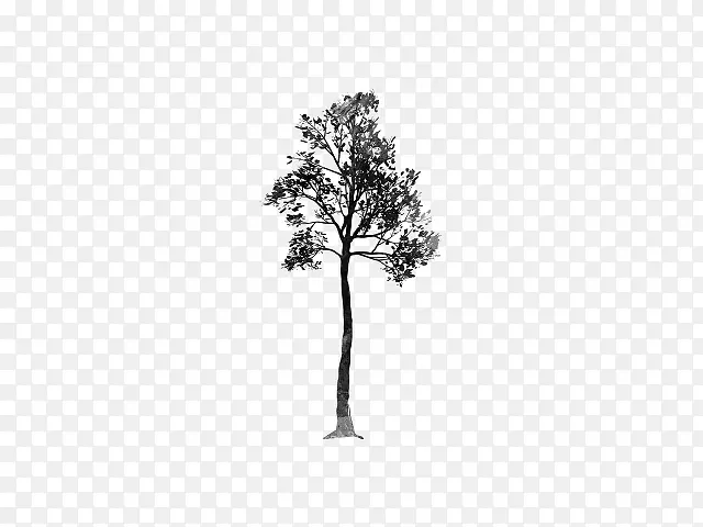 松科叶植物茎秆开花植物-现实树