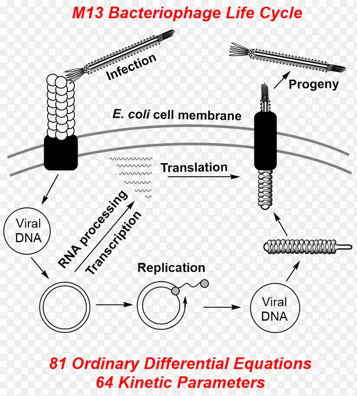 M13噬菌体丝状噬菌体DNA复制-溶源性循环