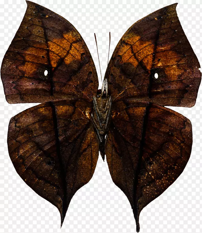 毛茸茸的蝴蝶蛾标本摄影.蝴蝶