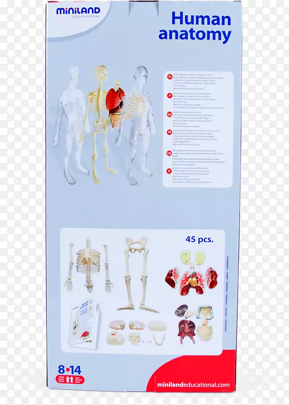 人体解剖人骨骼智人有机体-人骨