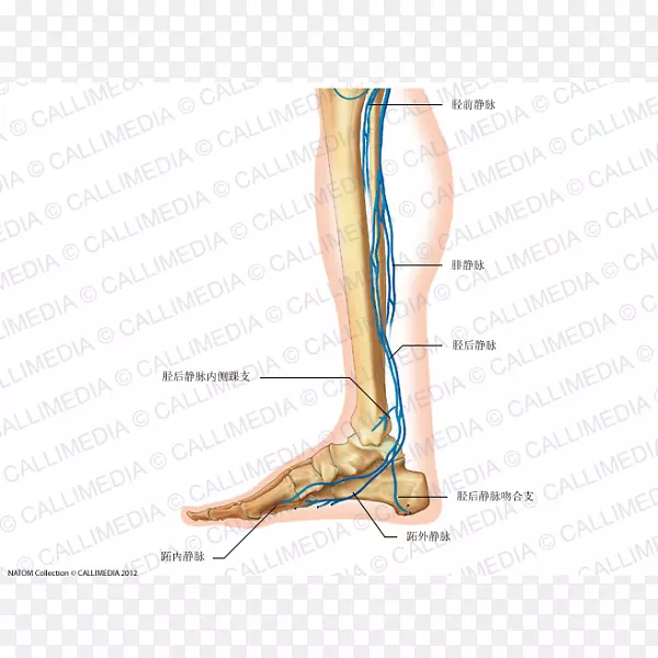 足静脉人体解剖循环系统-手臂