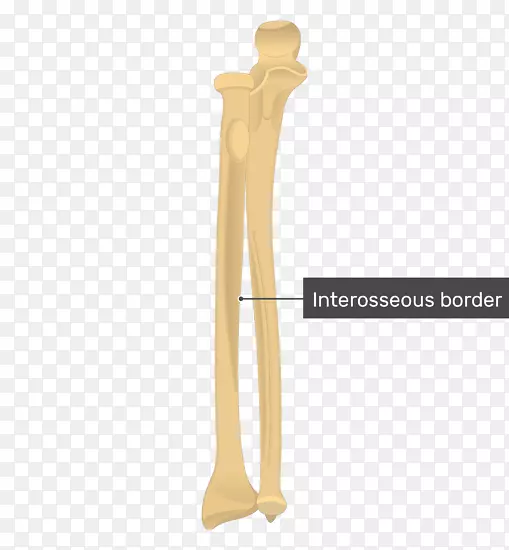 尺骨桡骨解剖前臂弯缘