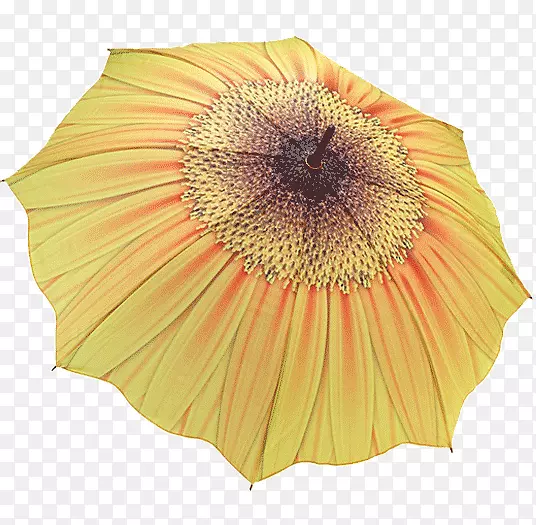 雨伞架黄色服装配件红色雨伞