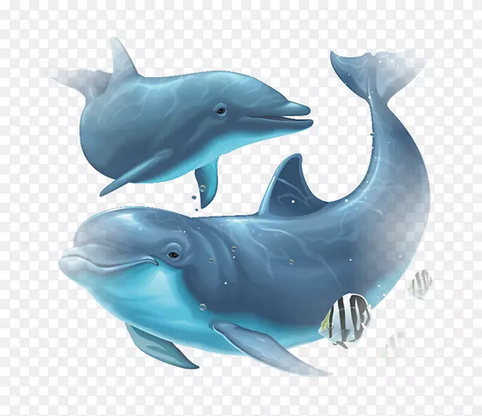 普通宽吻海豚，图库西白海豚，粗齿海豚，短喙海豚，普通海豚