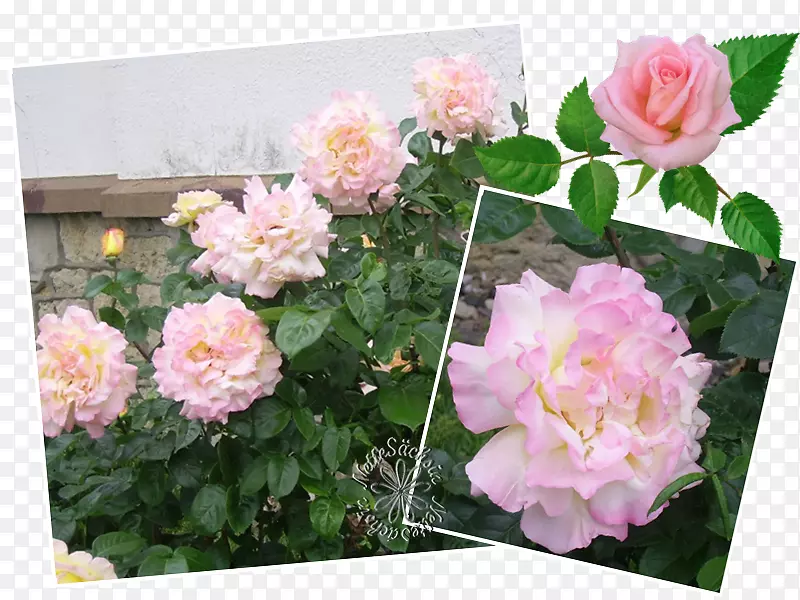花卉花园玫瑰甘蓝玫瑰纪念玫瑰花