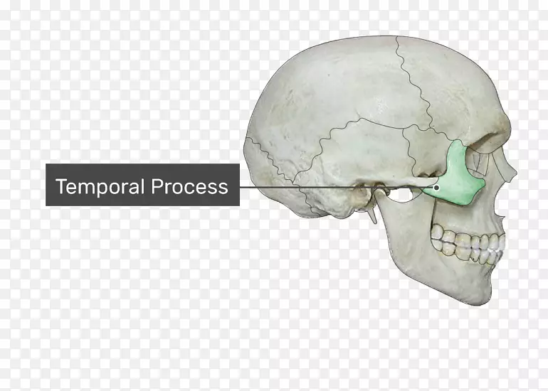 颞颅骨下颌颧骨突髁突冠状突