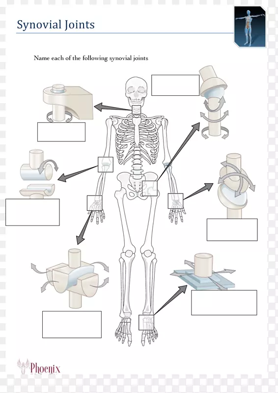 人体骨骼解剖滑膜关节-骨骼