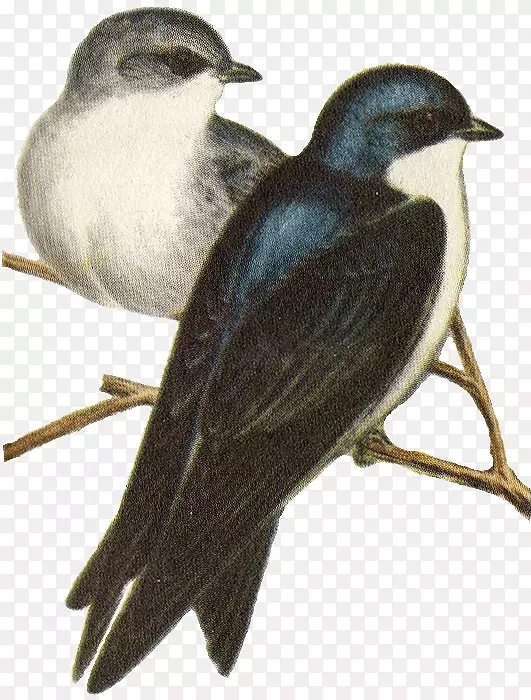 美洲麻雀燕子动物群