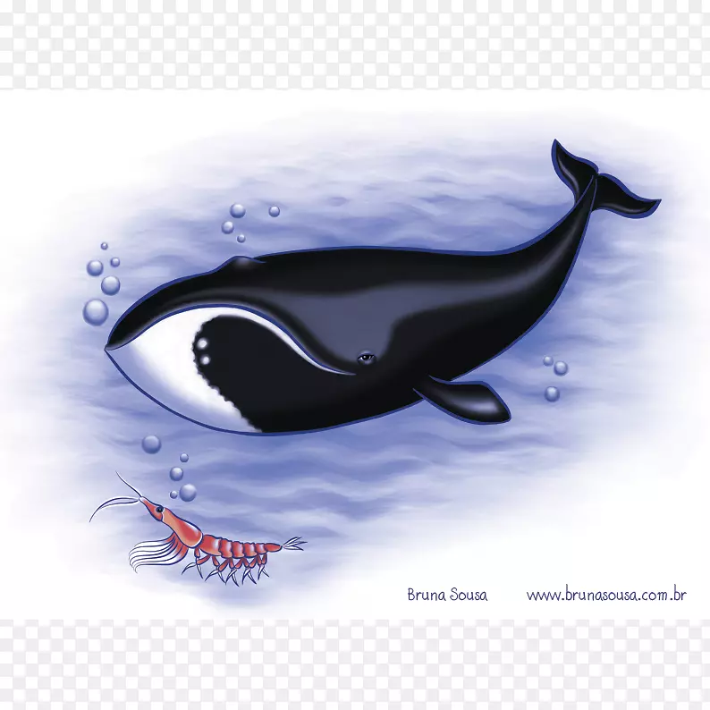 虎鲸，南露脊鲸，须鲸，北大西洋露脊鲸-Baleia