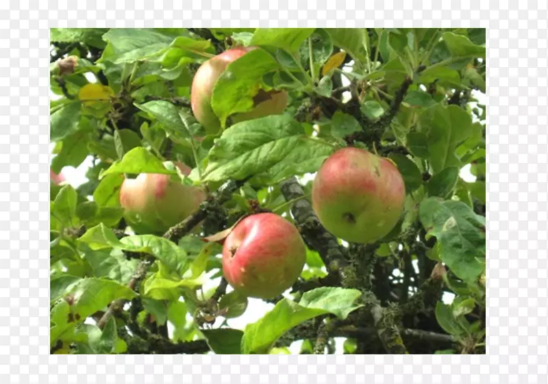 果树苹果分枝-苹果