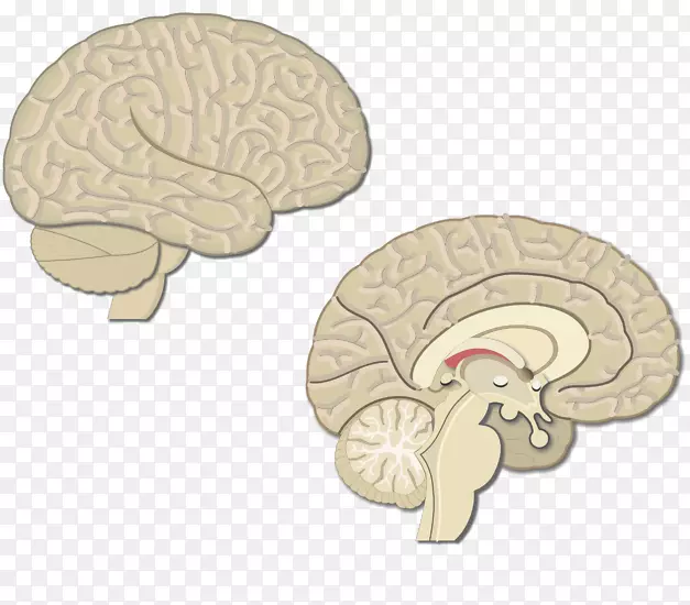 初级运动皮质补充运动区运动前皮层大脑皮层-大脑