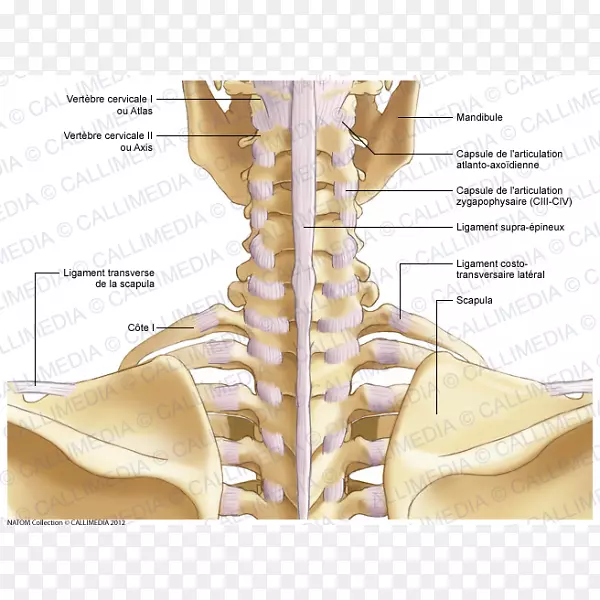 肩、骨、颈、枕关节-颈椎寰椎图谱