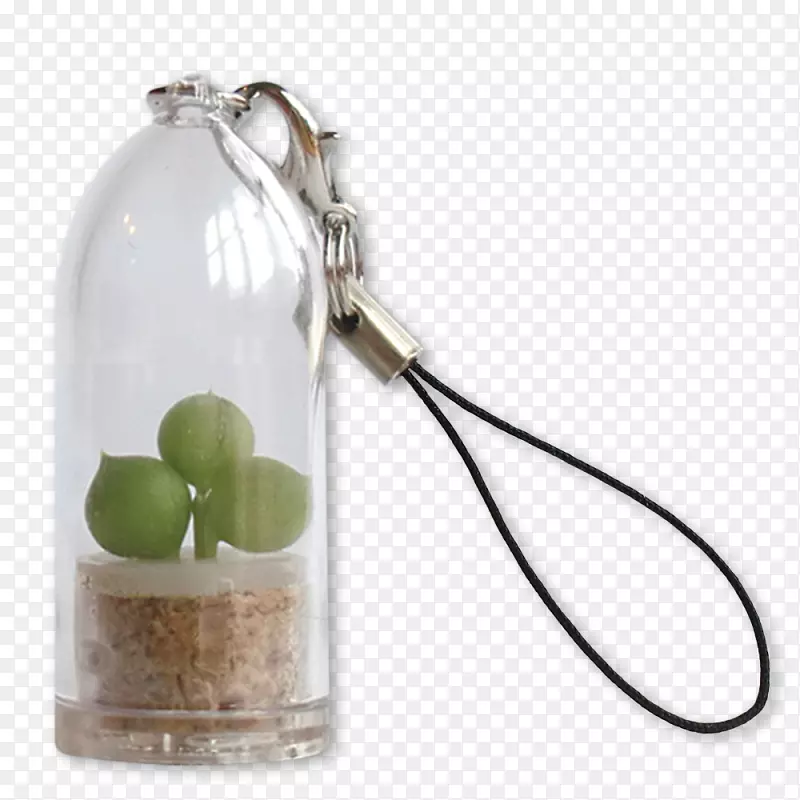 关键链仙人掌科植物钥匙-泡泡和豆类