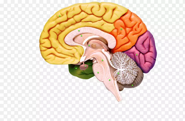人脑神经系统人体解剖-脑