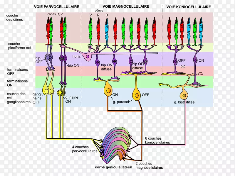 视网膜神经节细胞-人细胞