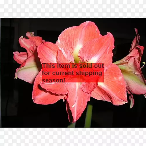 菊科百合(Lilium amaryllis jersey百合)-植物