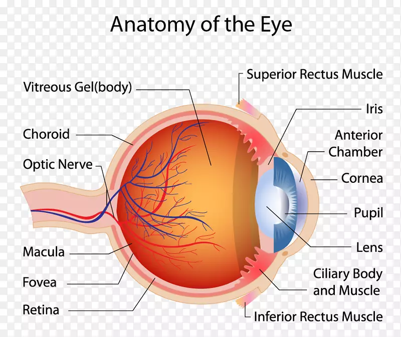 人眼视网膜肌肉黄斑解剖-眼