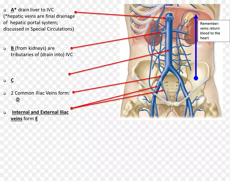 血管、神经、手指、颌骨、颈部-冠状动脉解剖