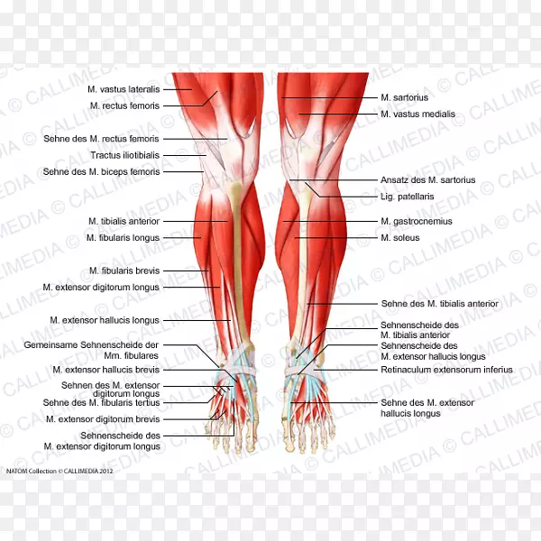 膝关节人体解剖人体肌肉系统-人体骨骼肌