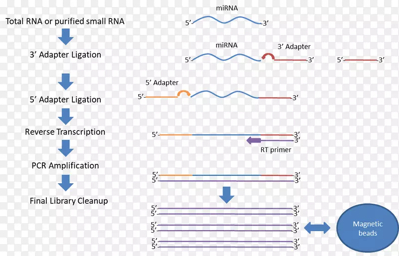 小RNA测序rna-seq Illumina-heatmap rna-seq