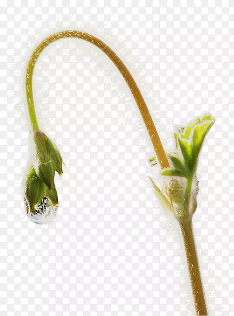 园林蝎子草，植物茎，植物花滴