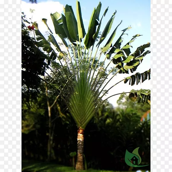 亚洲棕榈(Palmyra Palm)、萝卜(Ravenala Madagascariensis)槟榔科乔木(Sabal Palm)