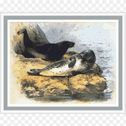 鸭港海豹画动物羽鸭