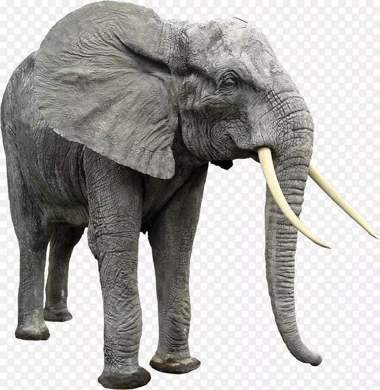 亚洲象剪贴画-绝种动物