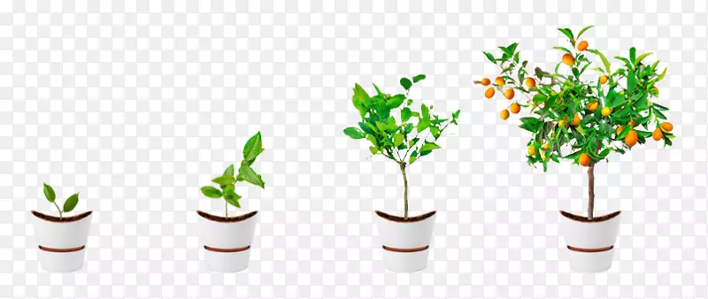 植物计算机软件信息树-植物生长