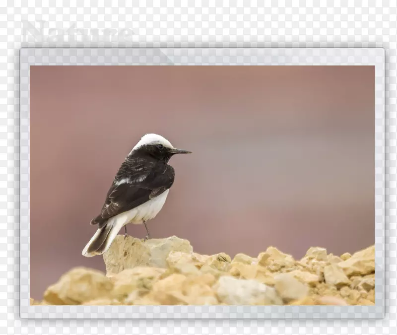 美洲喙麻雀动物-第一