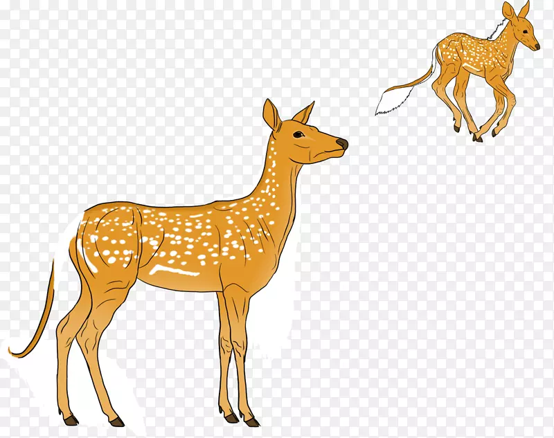 驯鹿麝香鹿羚羊野生动物驯鹿