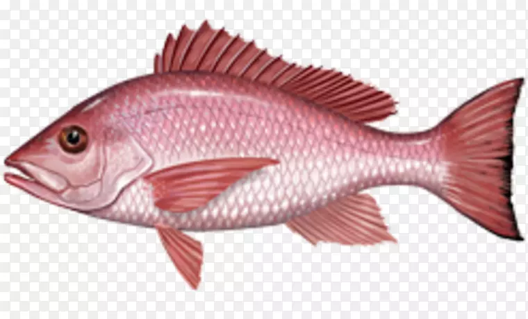 捕捞北红笛鲷国际猎鱼协会非洲红笛鲷-红笛鲷