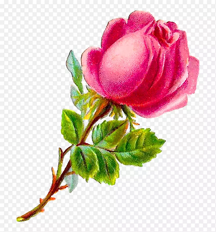 花园玫瑰，卷心菜，玫瑰花，粉色剪贴画.破旧的别致