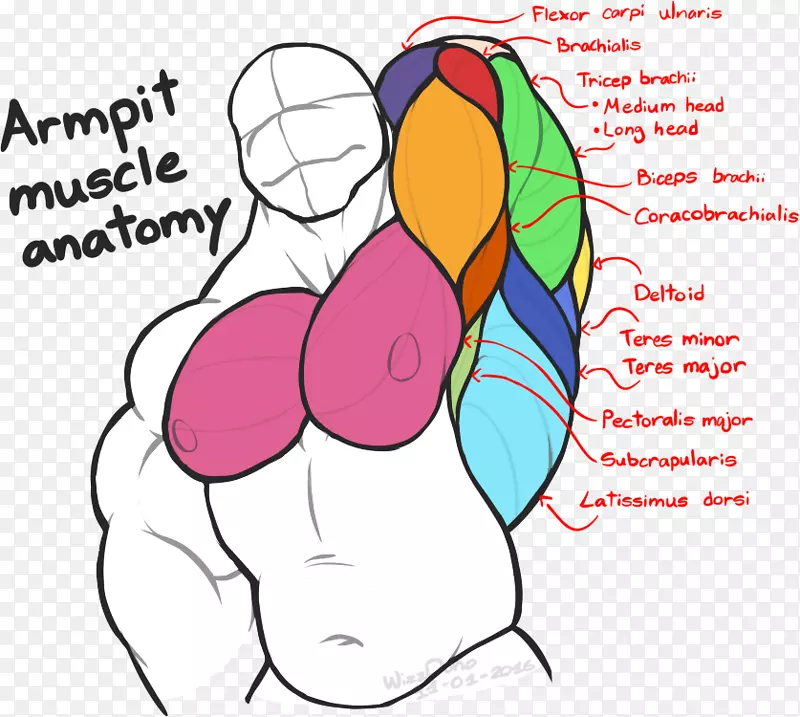 腋下人体解剖前臂肌肉-肌肉解剖