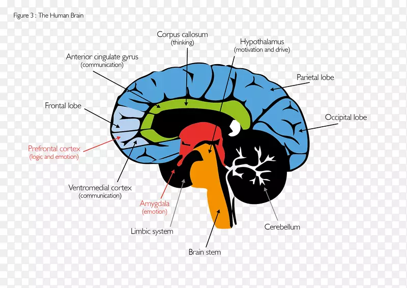 脑人类行为有机体-脑