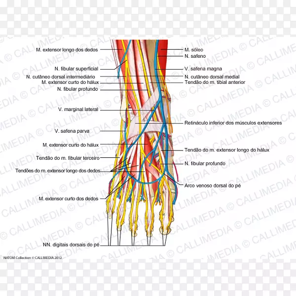 足人体解剖中背皮神经