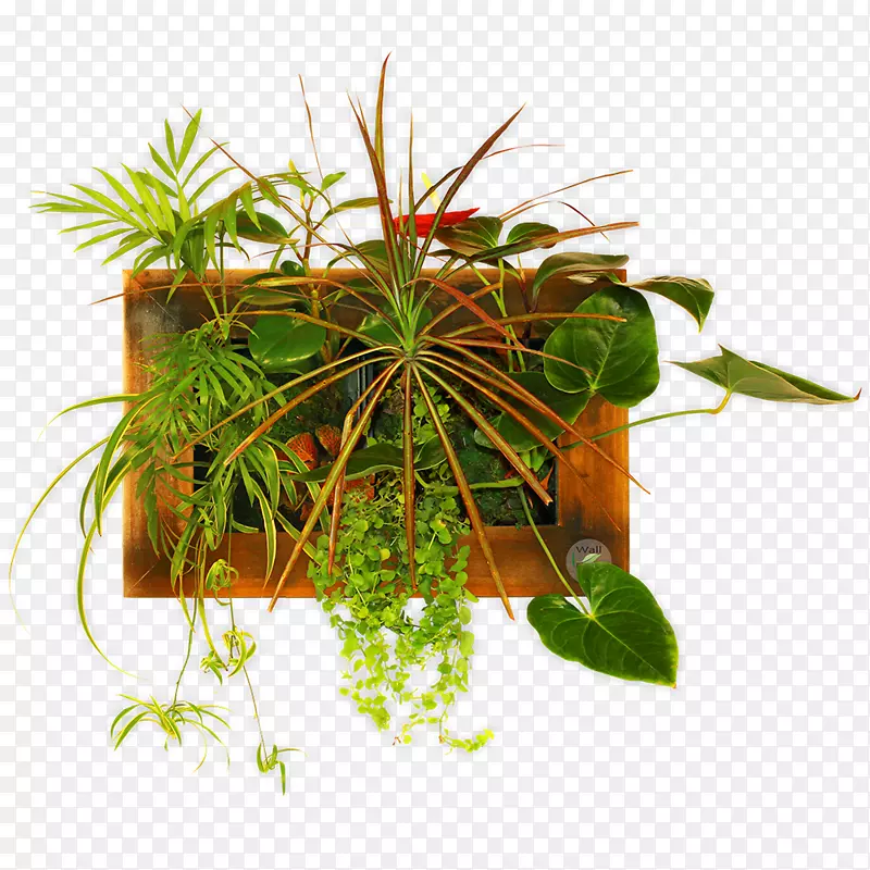 室内植物花盆草本植物