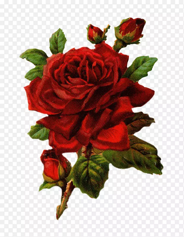 花园玫瑰、卷心菜-水彩画花卉免费