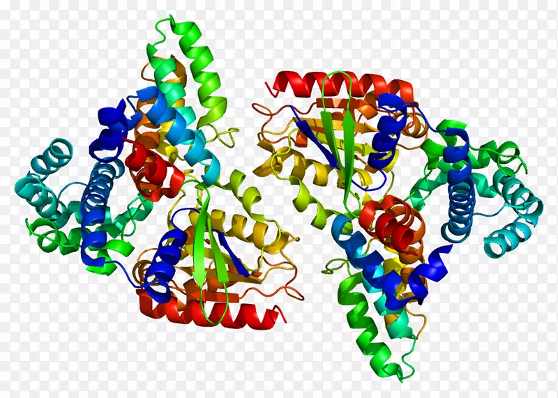RGS 16蛋白信号转导调控因子