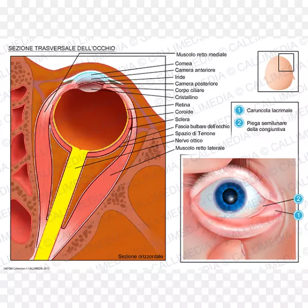 虹膜眼横平面人体解剖-眼