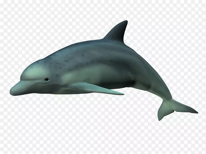 旋转海豚短喙普通海豚普通宽吻海豚条纹海豚粗齿海豚-德尔芬