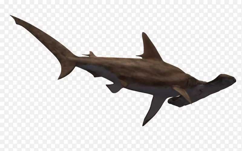 锤头鲨-大锤头夹艺术-鲨鱼头