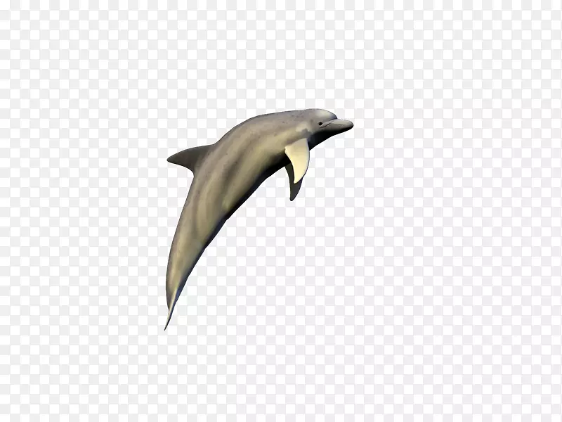 常见宽吻海豚图库溪海豚动物群