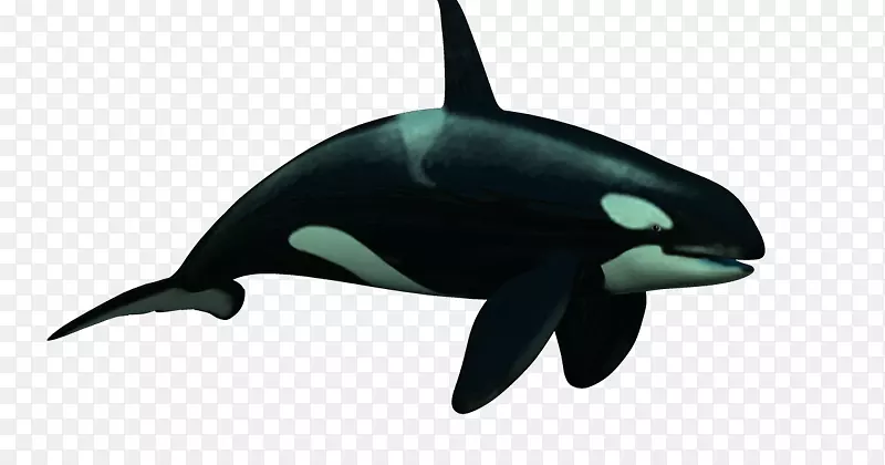 虎鲸粗齿海豚普通宽吻海豚短喙普通海豚图库西-德尔芬