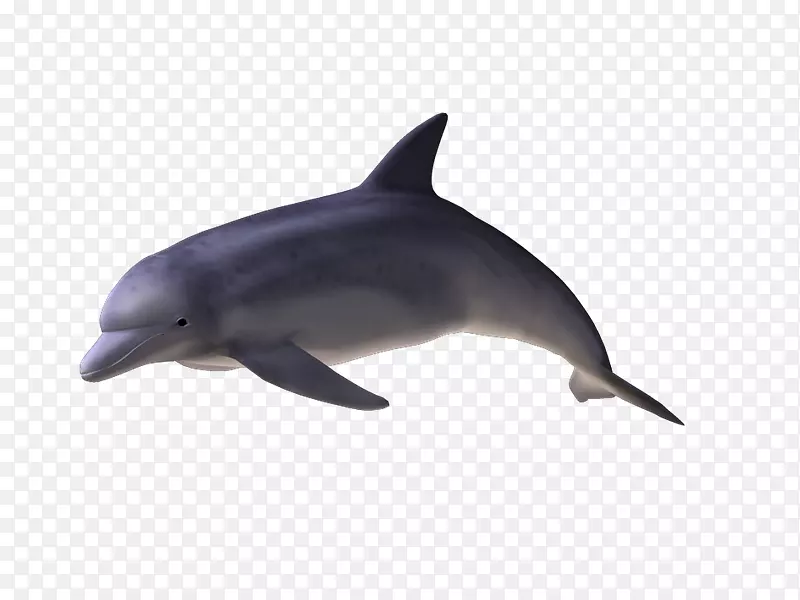 普通宽吻海豚短喙普通海豚图库溪粗齿海豚-德尔芬