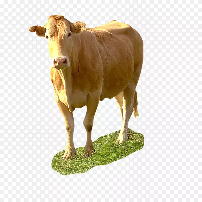 牛磺酸牛犊牛