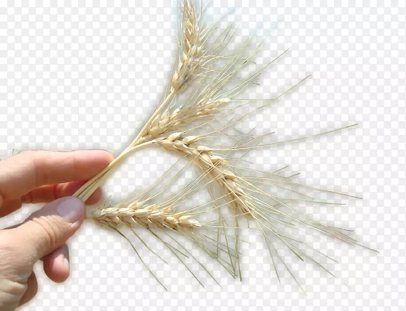 小麦禾本科植物玉米-小麦