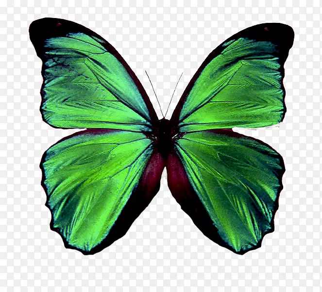 蝴蝶，昆虫，绿色，毛茸茸的蝴蝶，摇滚乐心理-蝴蝶