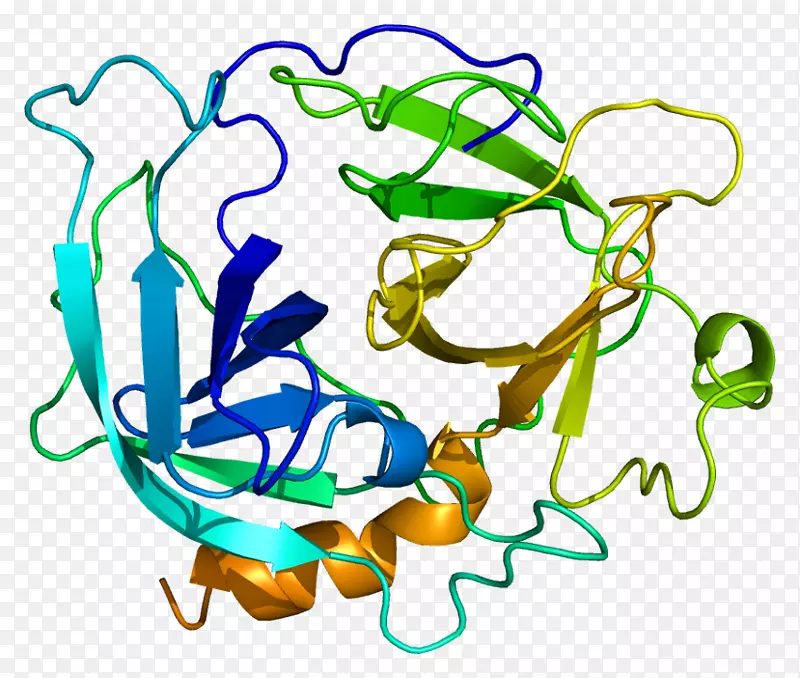cma 1二肽酰肽酶-4基因纤维素酶染色体14